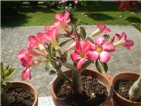 94f939c3-Picture 002.jpg